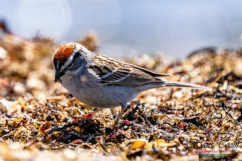 Chipping Sparrow 101