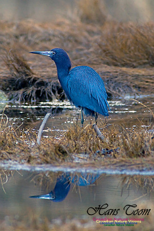 Little Blue Heron