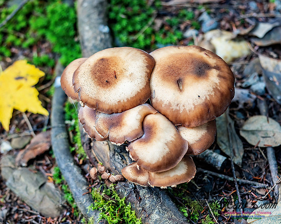 Fungus Walk In the Woodland 108