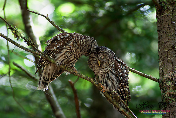 Barred Owl