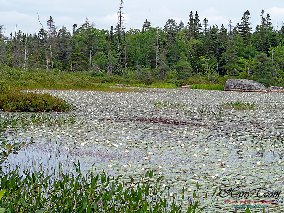 Pickerel Weed and White Water Lillies 4
