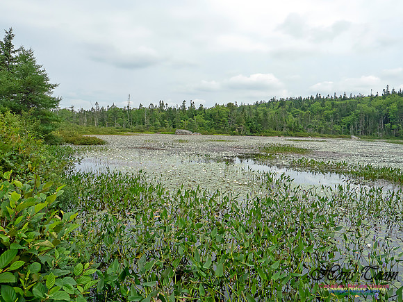Pickerel Weed and White Water Lillies 3