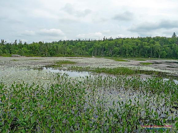 Pickerel Weed and White Water Lillies 2