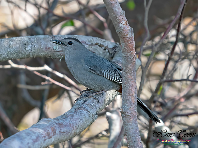 Grey Catbird 4