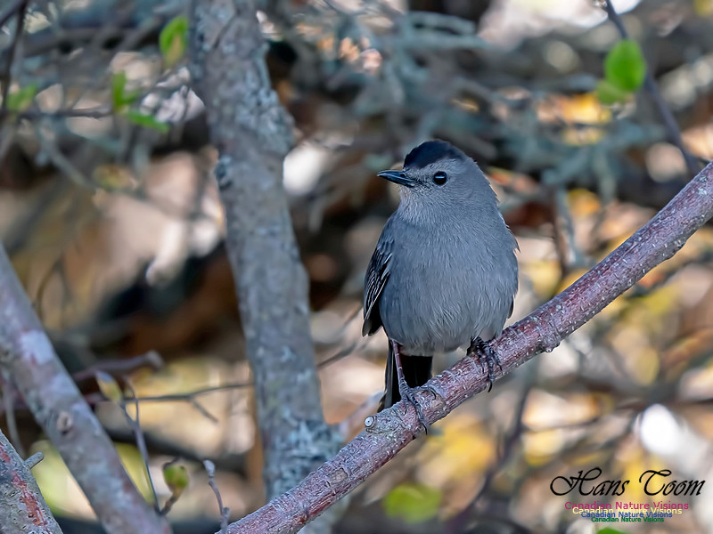 Grey Catbird 2