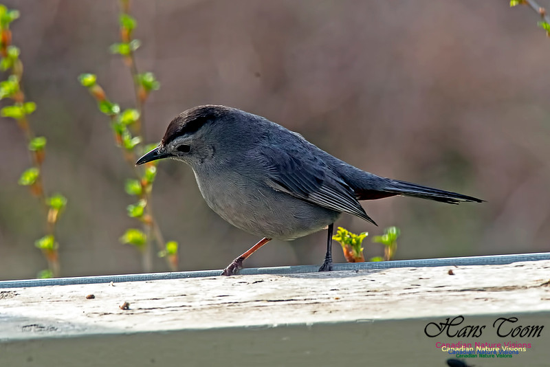 Grey Catbird 1