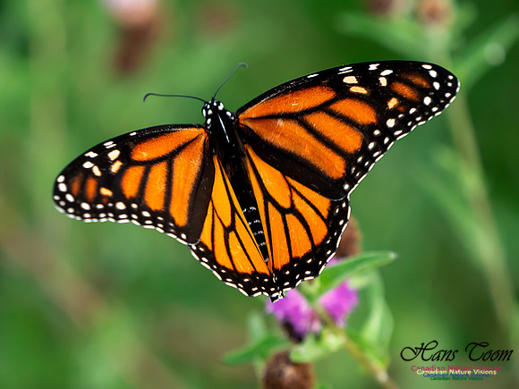 Monarch Butterfly 1