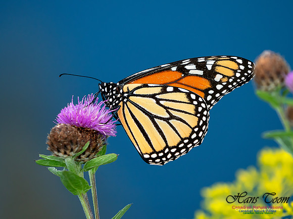 Monarch Butterfly 6