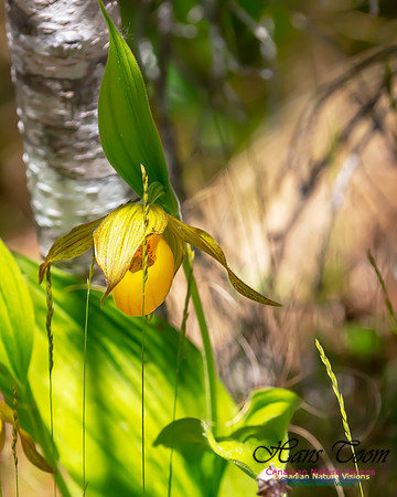 Yellow Ladies's Slipper Orchid 102
