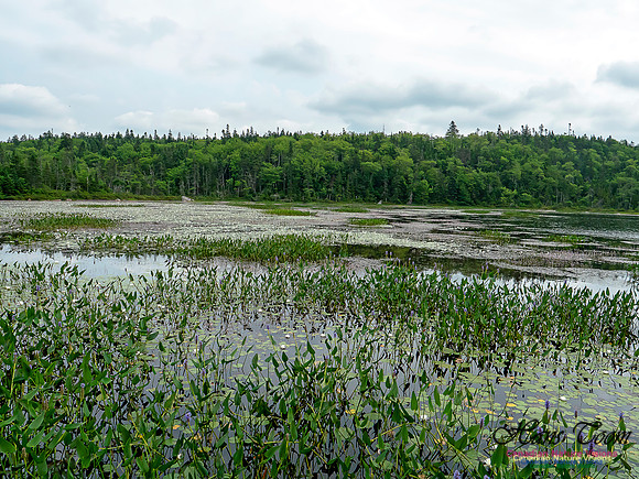 Pickerel Weed and White Water Lillies 1