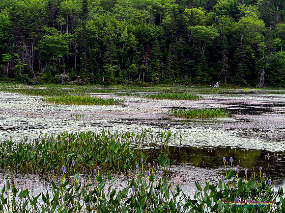 Pickerel Weed and White Water Lillies 5