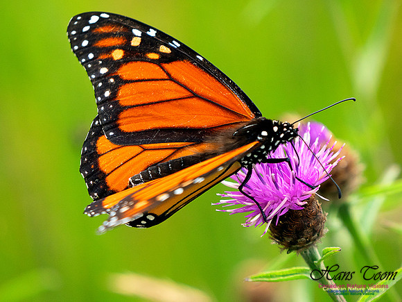 Monarch Butterfly  11