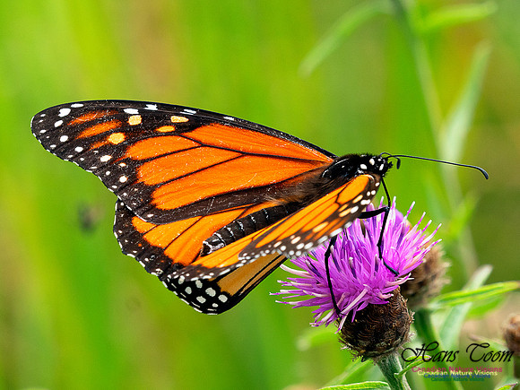 Monarch Butterfly  12
