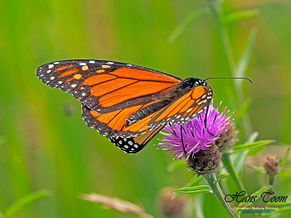 Monarch Butterfly 10