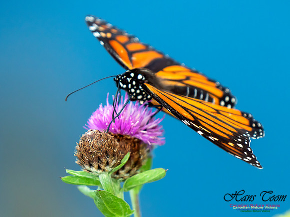 Monarch Butterfly 2