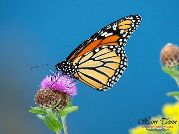 Monarch Butterfly 3