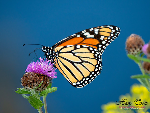Monarch Butterfly 4