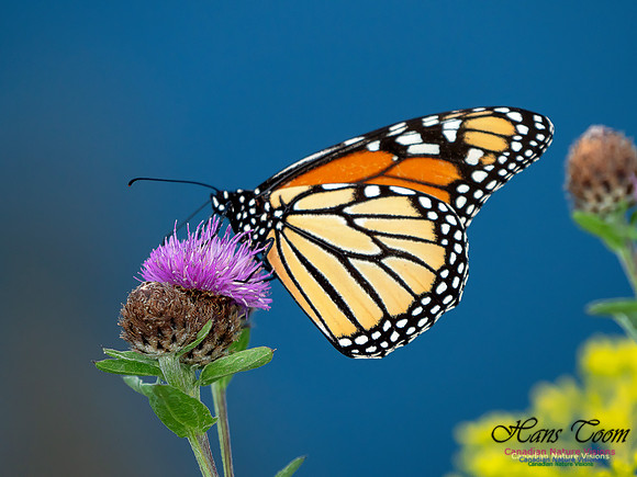 Monarch Butterfly 5