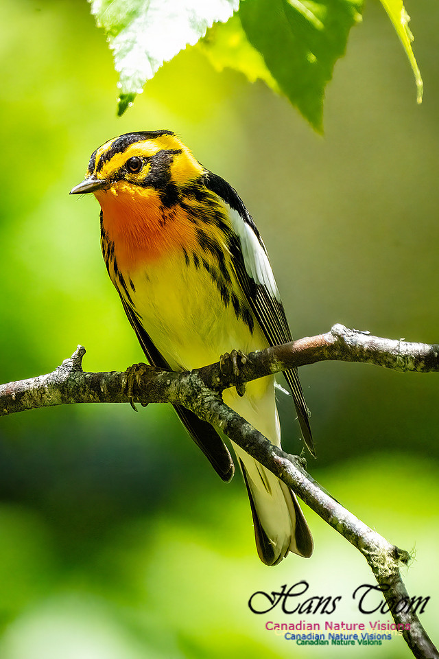 Blackburnian Warbler 102