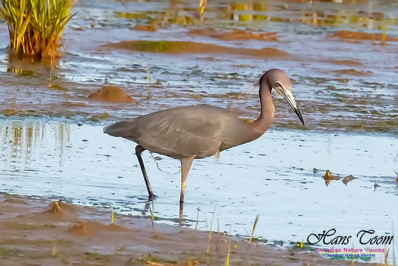 Little Blue Heron 120