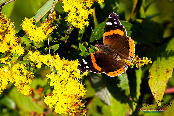 Painted Lady