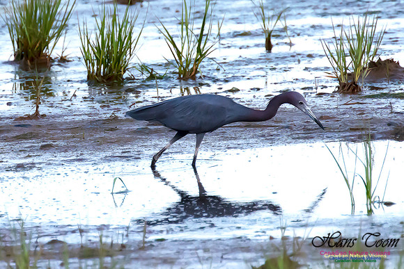 Little Blue Heron 111