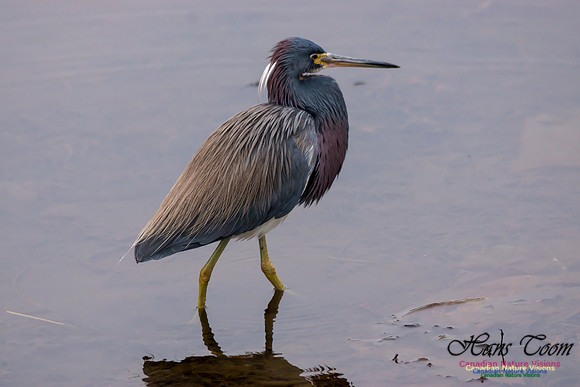 Tricoloured Heron 28