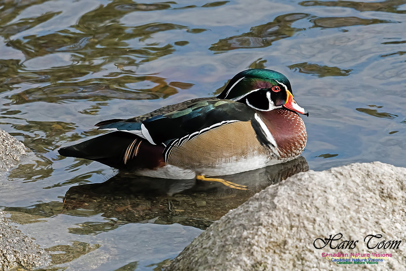 Wood Duck