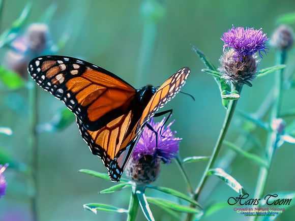 Monarch Butterfly 2