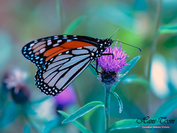 Monarch Butterfly 1