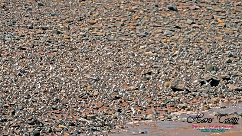 Peeps at Evangeline Beach 1