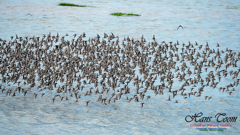 Peeps at Evangeline Beach 20