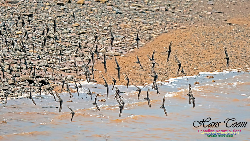 Peeps at Evangeline Beach 3
