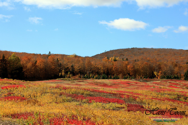 Maple Forest Fall Colours 2016