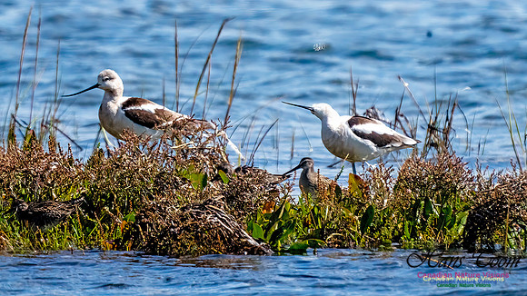 American Avocet 306