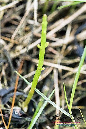 Glasswort-Salicornia sp