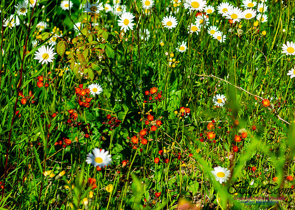 Beach Ridge Wildflowers 102