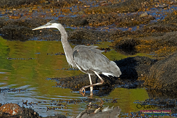 Great Blue Heron