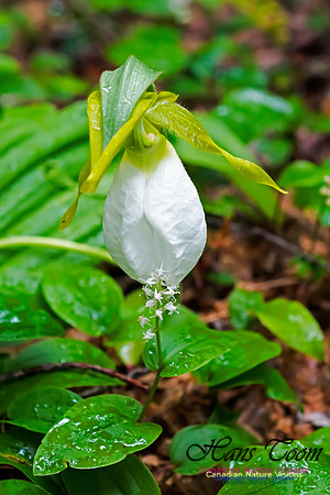 White Rhodora