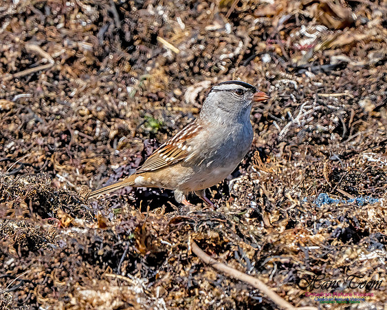 White-crowned Sparrow 307