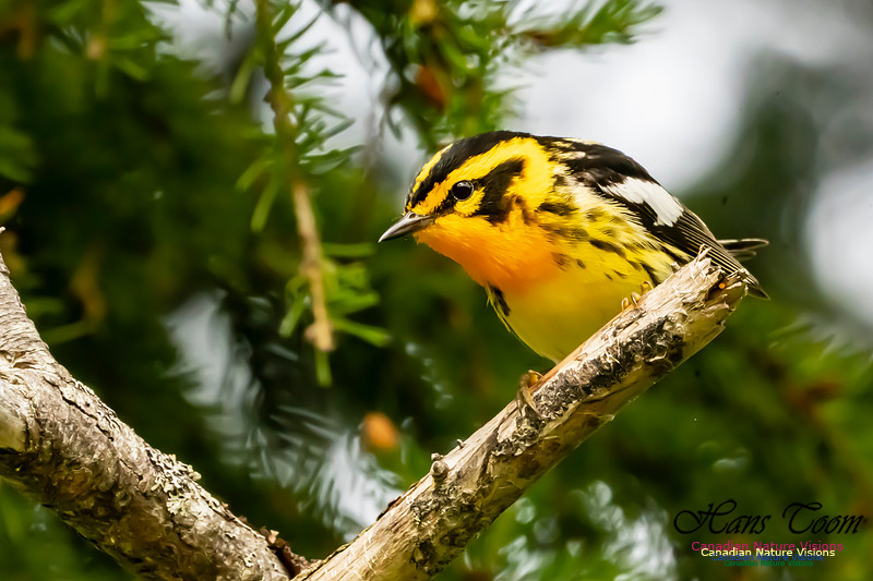 Blackburnian Warbler 1051