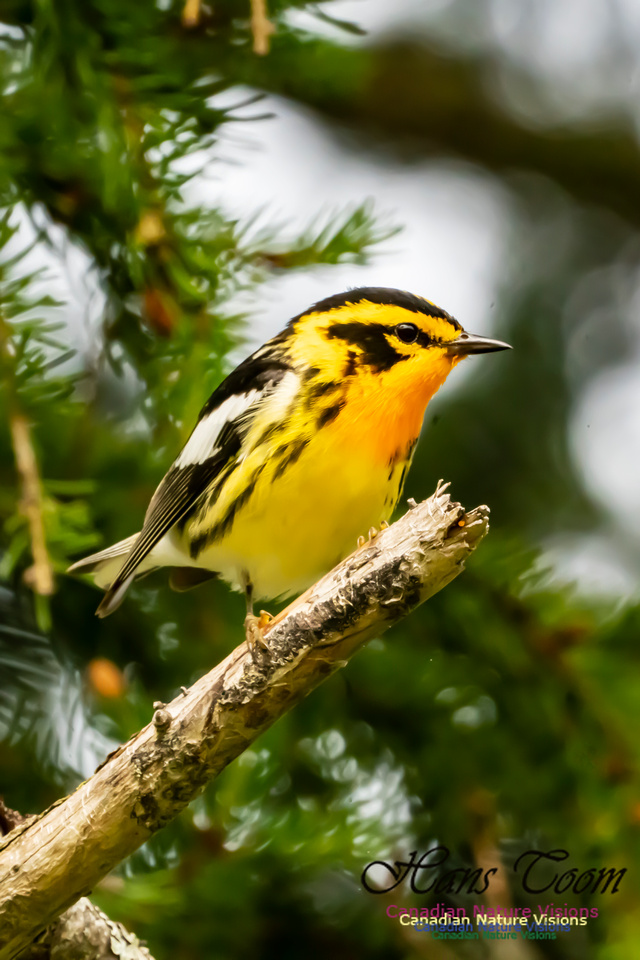 Blackburnian Warbler 1052