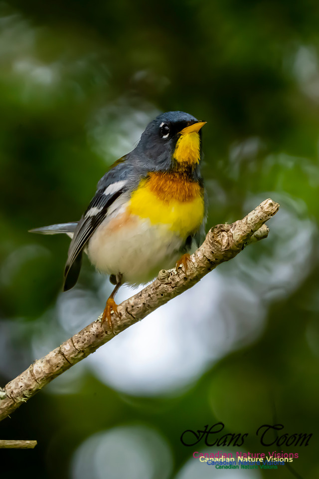 Northern Parula 1053