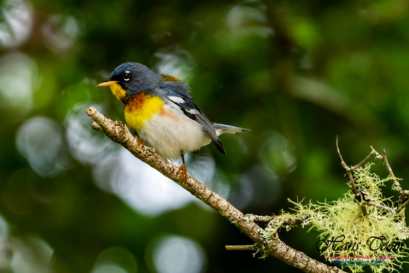 Northern Parula 1052
