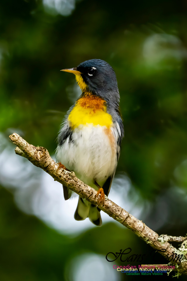Northern Parula 1051