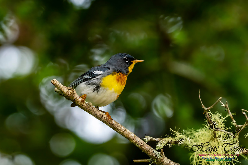 Northern Parula 1054