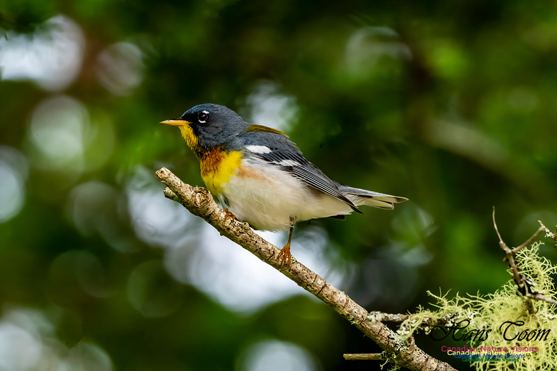 Northern Parula 1050