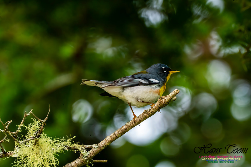 Northern Parula 1055