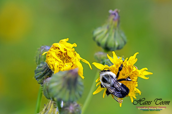 Canada Hawkweed