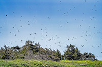 Witless Bay Ecological Reserve